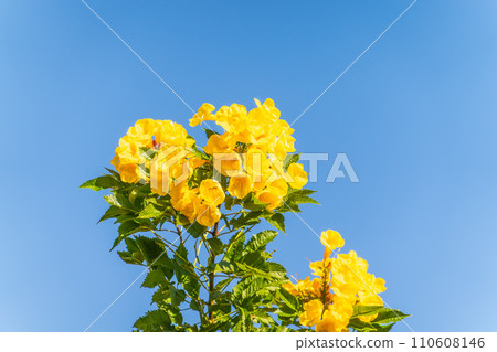 Tecoma stans yellow flowers close-up, yellow trumpetbush, yellow bells, yellow elder, green leaves, blue sky background, beautiful flower texture Tecoma stans yellow flowers close-up, yellow trumpetbush, yellow bells, yellow elder, green leaves, blue sky background, beautiful flower texture 110608146