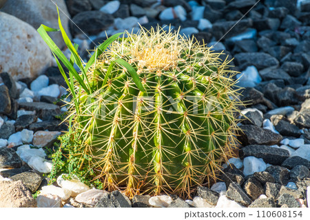 Kroenleinia is a monotypic genus of succulent plants in the Cactaceae family. Kroenleinia grusonii on rocky ground 110608154