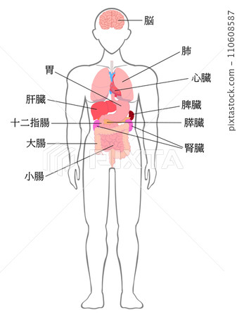 人體主要器官名稱 110608587