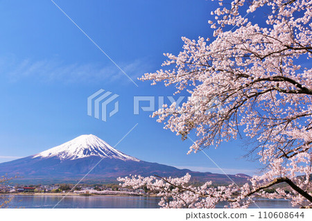 Spring Fuji in Japan and cherry blossoms 110608644