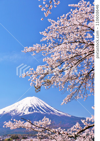 Spring Fuji in Japan and cherry blossoms 110608646
