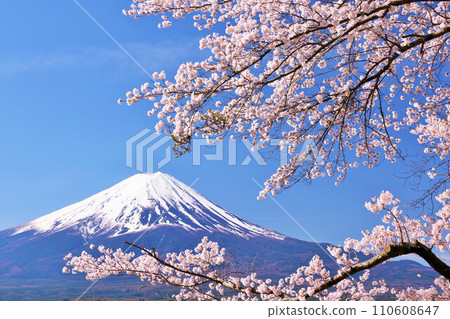 日本的春天富士和櫻花 日本的春天富士和櫻花 110608647
