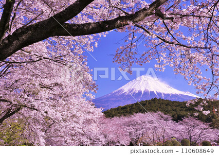 Spring Fuji in Japan and cherry blossoms Spring Fuji in Japan and cherry blossoms 110608649
