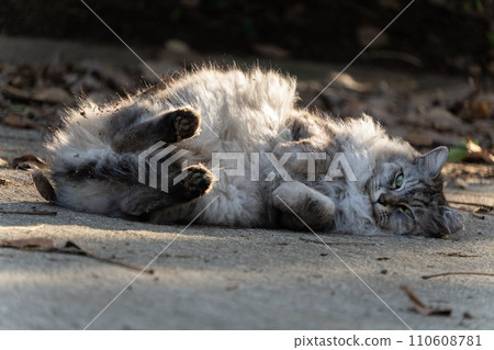 A long-haired stray cat lying down in a cute pose on the ground in a natural park A long-haired stray cat lying down in a cute pose on the ground in a natural park 110608781