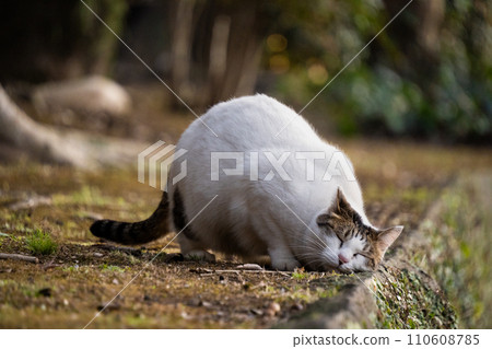 自然公園裡，一隻帶有野雞老虎圖案和虎斑貓圖案的流浪貓正在地上摩擦臉頰。 110608785