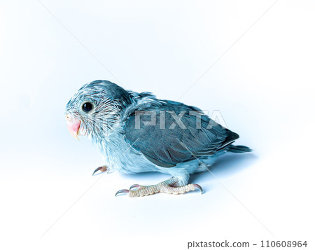 Forpus baby parrot bird on the white background 110608964