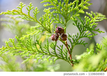 Hinoki cypress fruits and branches and leaves Hinoki cypress fruits and branches and leaves 110608983