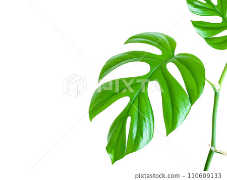 Mini Monstera indoor plant on white background and space for text Mini Monstera indoor plant on white background and space for text 110609133