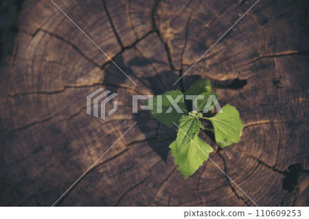 Green tree growing new life leaf on rotten wood Tree stump. Sustainable Lifestyle Green leaves of tree fresh plant texture in natural tropical garden. Grove greenery wooden ecology system concept Green tree growing new life leaf on rotten wood Tree stump. Sustainable Lifestyle Green leaves of tree fresh plant texture in natural tropical garden. Grove greenery wooden ecology system concept 110609253