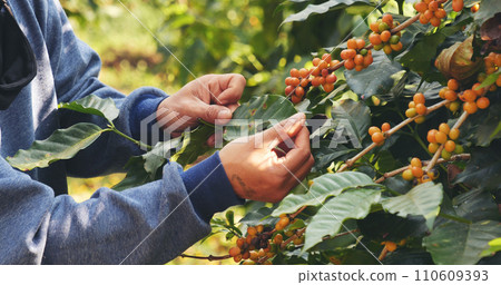 Man Hands harvest yellow coffee bean ripe berries plant fresh seed coffee tree in green eco organic farm. Close up hands harvest yellow ripe coffee seed robusta arabica berry harvesting coffee farm 110609393