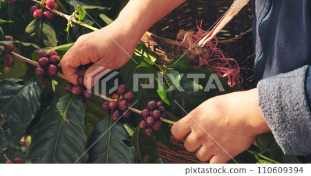 Close up hands harvest red seed in basket robusta arabica plant farm. Coffee plant farm woman Hands harvest raw coffee beans. Ripe Red berries plant fresh seed coffee tree growth in green eco farm 110609394