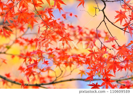 Autumn leaves 110609589