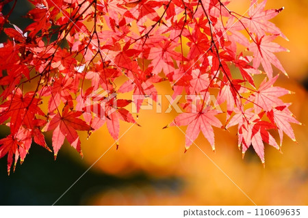 秋天的樹葉 110609635
