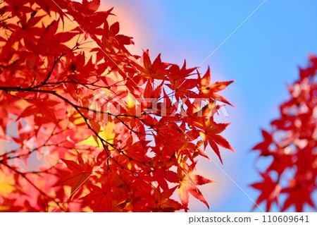 Autumn leaves Autumn leaves 110609641