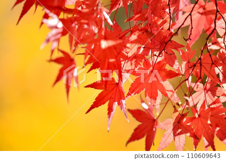 Autumn leaves Autumn leaves 110609643