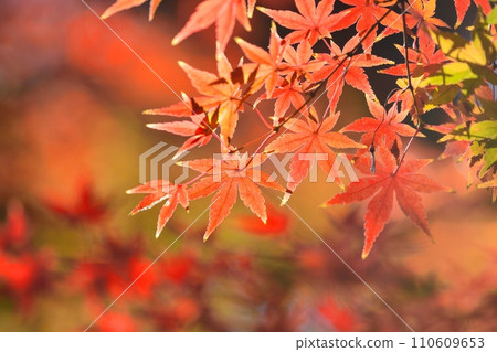 Autumn leaves 110609653