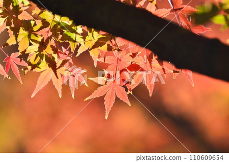 秋天的樹葉 110609654