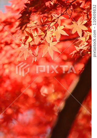 Autumn leaves 110609832