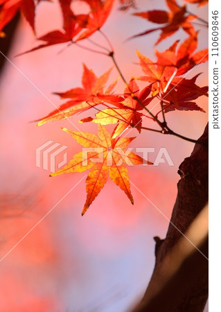 秋天的樹葉 110609846