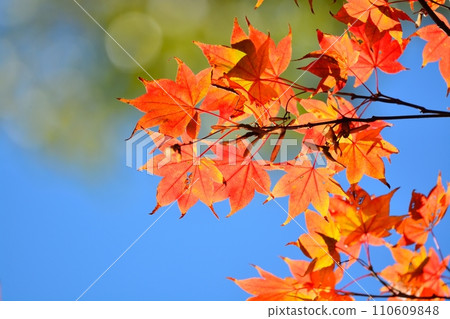秋天的樹葉 110609848