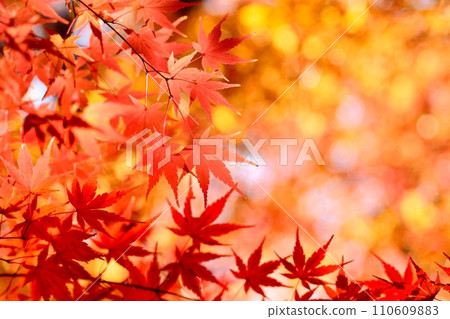 秋天的樹葉 110609883