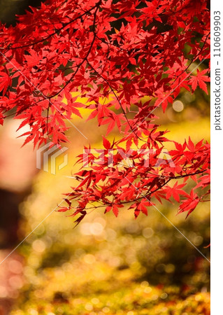 秋天的樹葉 110609903