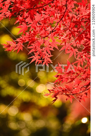 秋天的樹葉 110609904