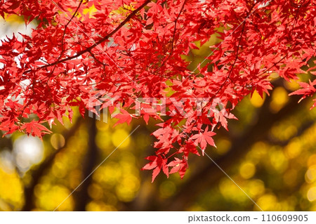 秋天的樹葉 110609905