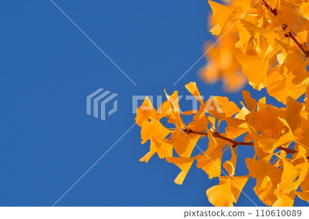 Blue sky and yellow leaves of ginkgo biloba Blue sky and yellow leaves of ginkgo biloba 110610089