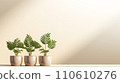 Indoor Plant Sunshine 110610276