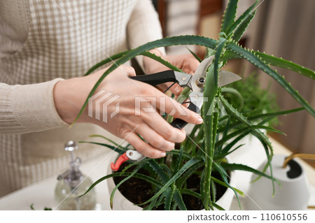 Woman cutting Potted aloe House plant with a secateurs Woman cutting Potted aloe House plant with a secateurs 110610556