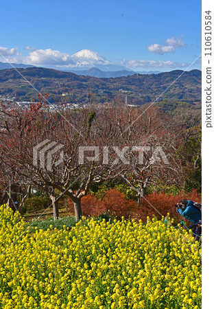 Kanagawa Prefecture, Ninomiya Town, rape blossoms and Mt. Fuji Kanagawa Prefecture, Ninomiya Town, rape blossoms and Mt. Fuji 110610584