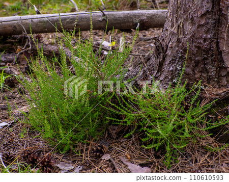 Close view of beautiful heather flowers and stems Close view of beautiful heather flowers and stems 110610593