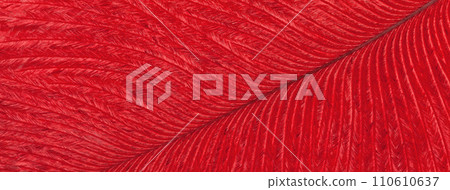 Texture of tropical bird red feather, background macro. Structure of fluffy plumage. 110610637