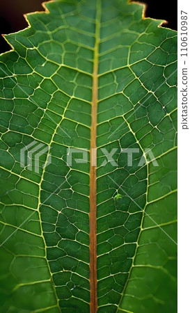 green leaf texture with veins nature background 110610987