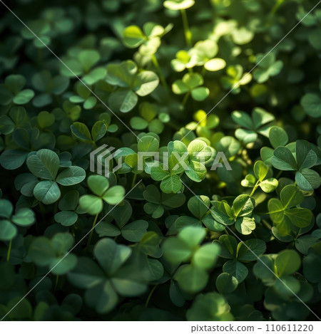 St. Patrick's Day Symbol Green Shamrocks and Four-Leaf Clover in Nature St. Patrick's Day Symbol Green Shamrocks and Four-Leaf Clover in Nature 110611220