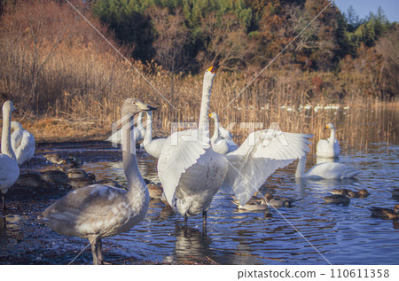 Swans in Hadanuma, Otawara City, Tochigi Prefecture Swans in Hadanuma, Otawara City, Tochigi Prefecture 110611358