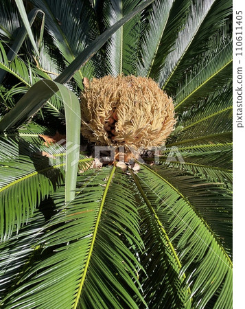 Female flowers of the cycad; large cone of an ancient plant. 110611405