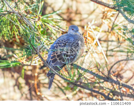 野生鳥斑鳩 野生鳥斑鳩 110611409