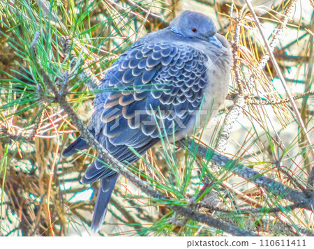 野生鳥斑鳩 野生鳥斑鳩 110611411