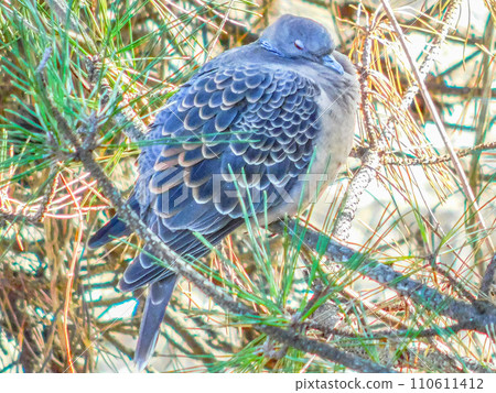 野生鳥斑鳩 野生鳥斑鳩 110611412