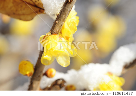 snow and wax plum snow and wax plum 110611457
