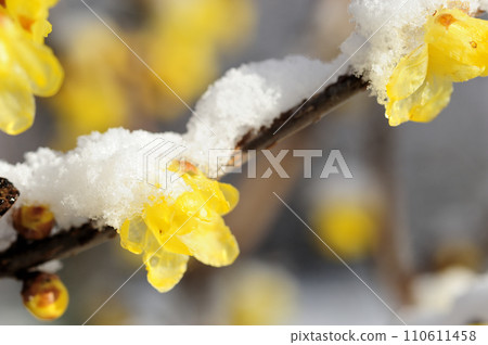 snow and wax plum snow and wax plum 110611458