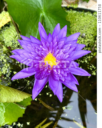Closeup beautiful purple lotus flowers 110611758