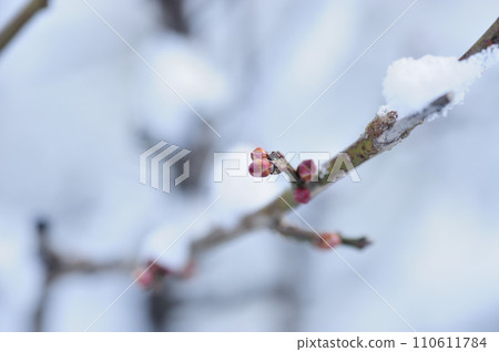 雪和梅芽 110611784
