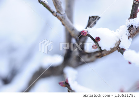 Snow and plum bud 110611785