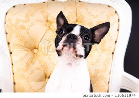 Boston Terrier dog sitting on an ancient arm chair in studio. Boston Terrier dog sitting on an ancient arm chair in studio. 110611974