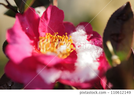 Snow and mountain flowers Snow and mountain flowers 110612149