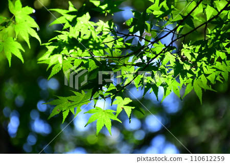 Refreshing blue maple 110612259