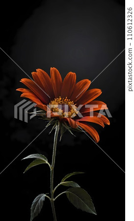 close up of daisy on dark background 110612326